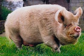 Middle White - British Pig Association