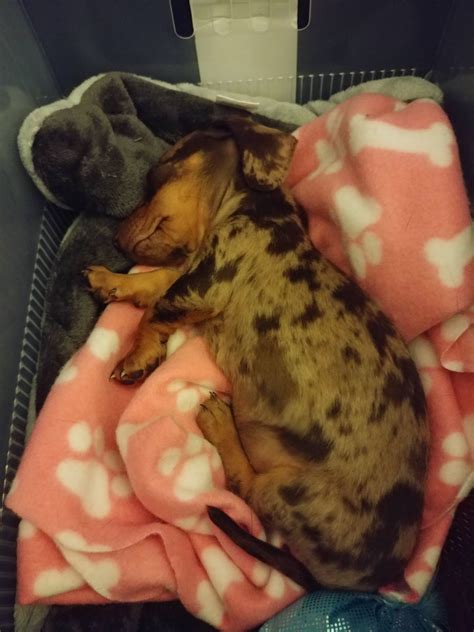 The Baby of the House : r/Dachshund