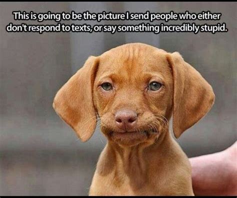 Dog Memes - Funny Pictures with Dogs and Puppy