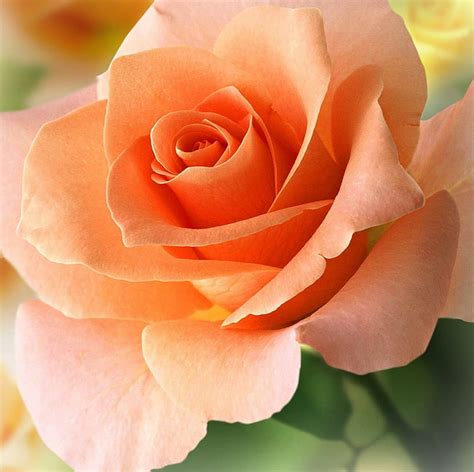 Rosa melocotón, rosas melocotón, color melocotón, flores, naturaleza, melocotón, Fondo de ...