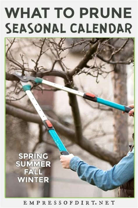 Pruning Tips for New Gardeners (Trees, Shrubs, and Vines) | Empress of Dirt