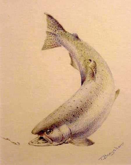 Brayshaw, Tommy Art - Sport Fishing Museum | Salmon drawing, Fly fishing art, Salmon tattoo