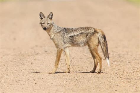 Side Striped Jackal. Rare shot of a Side Striped Jackal #Sponsored , #sponsored, #Advertisement ...