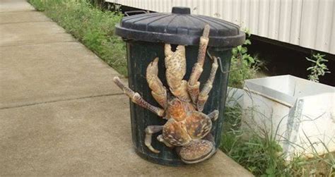 The Coconut Crab Might Be The Scariest Crustacean Ever