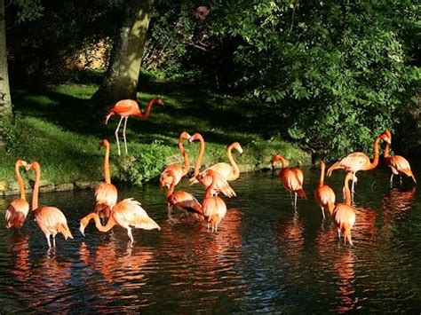 Flamingos at Birdland Park and Gardens - YouTube