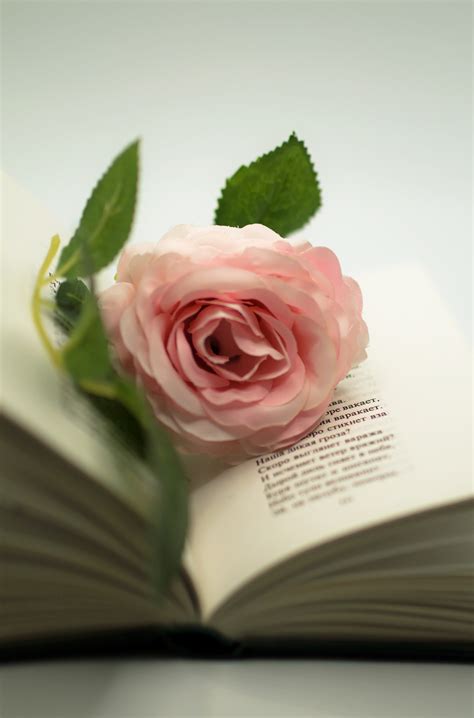 A flower and a book of poems by Velimir Khlebnikov. on Behance