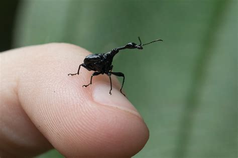 The little brother of the giraffe-necked weevil - MADAMAGAZINE