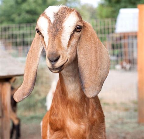 Goat Breeds — Puget Sound Goat Rescue