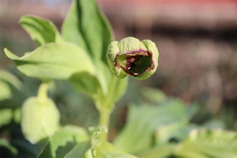 Stinking hellebore · George Washington's Mount Vernon