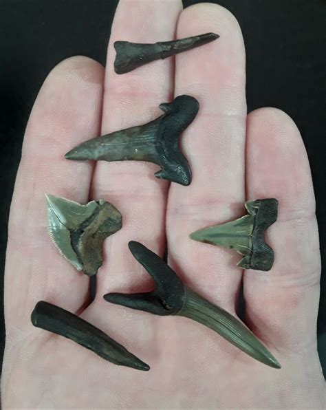 Sawshark Teeth for Sale | Shark Teeth Store