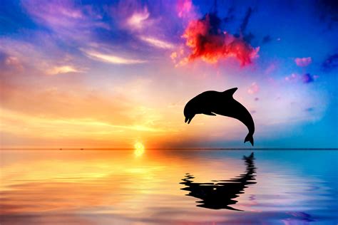 Dolphin Sunset Wallpaper