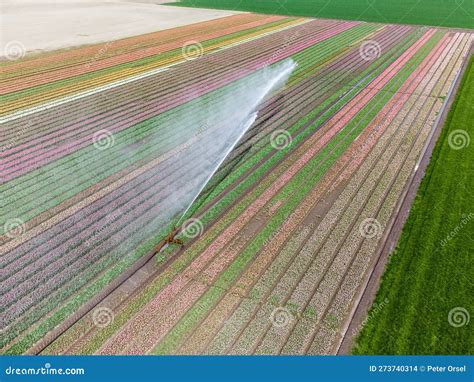 Aerial Drone Photo of Tulip Fields in the Netherlands during Spring ...