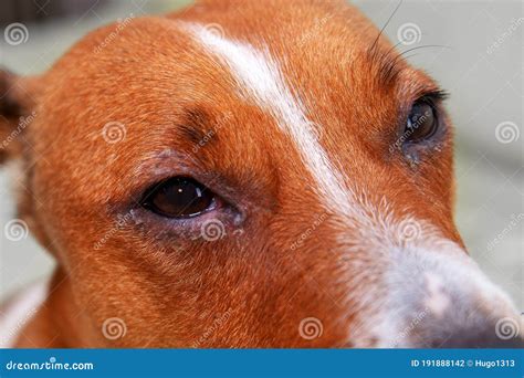 Portrait Of A Dog With Eye Problem, Conjunctivitis. Dog With Bad Swollen Eyes Due To An ...