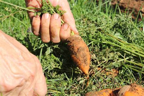 How and When to Harvest Carrots | Gardener’s Path