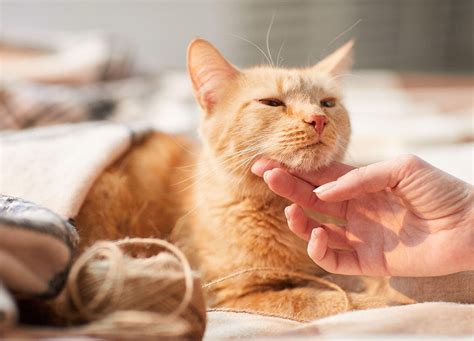 Ticks in Cats: Symptoms, Advice and Treatment | My Pet and I