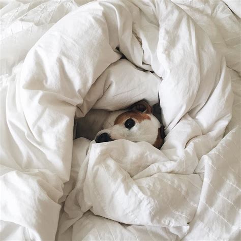 Harry living the Pinterest-ready-white-fluffy-bedding life… | Flickr