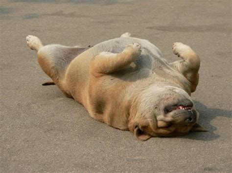 Dog playing dead | Photo