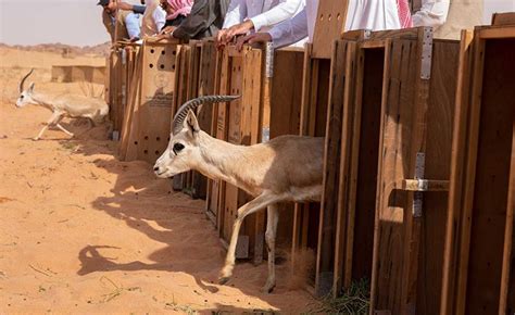 85 Endangered Animals Released Into Saudi’s Biggest Nature Reserve