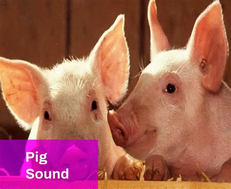 Pig Sound Effect Free MP3 Download | Mingo Sounds