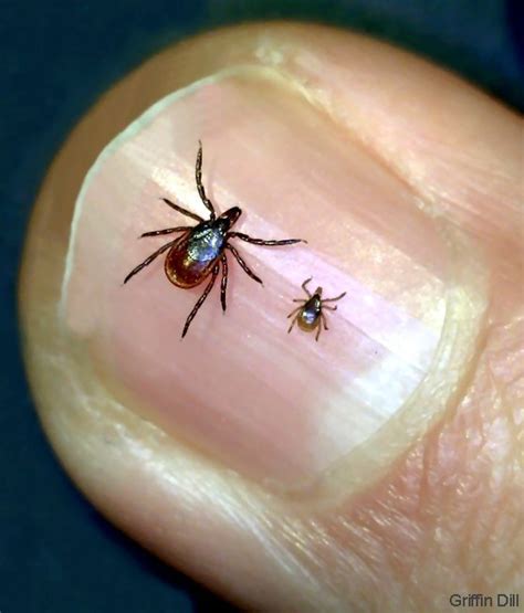 Tick populations on the rise – Westside News Inc