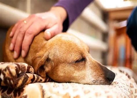 In-Home Pet Euthanasia Services Near You - Animals Time