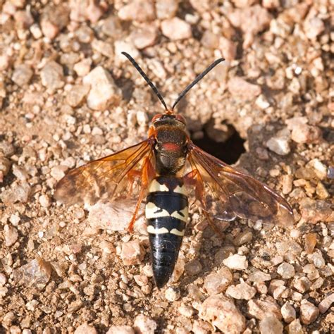 No, Texas, it's not a murder hornet | Local News | gainesvilleregister.com