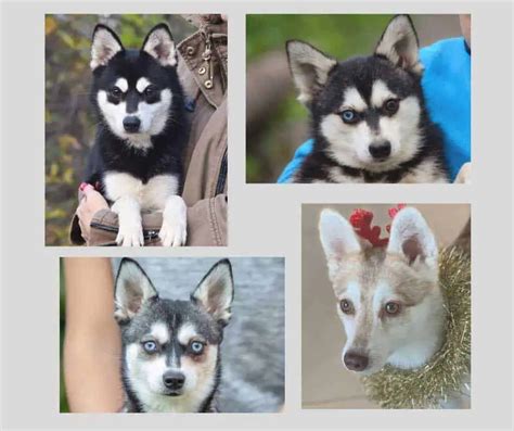 Alaskan Klee Kai - Breed Guide (Size, Temperament, & More)