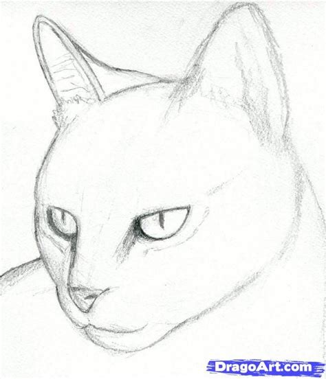 Cat Drawings Pencil | how to draw a cat head, draw a realistic cat step 3 | Cat drawing tutorial ...