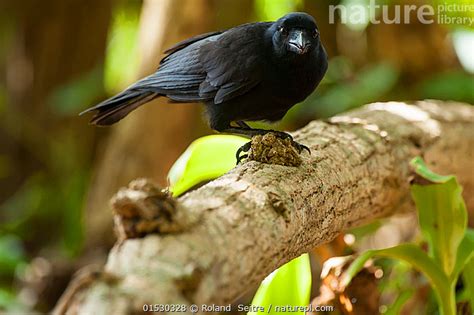 Nature Picture Library New-Caledonian crow (Corvus moneduloides) perched, Touaourou mission ...