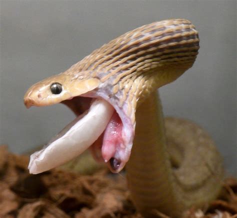 Snake Eating Egg