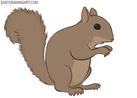 How to Draw a Squirrel - Easy Drawing Art