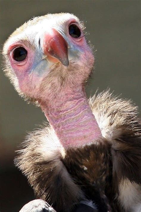 Vulture Baby Photo - Baby Viewer