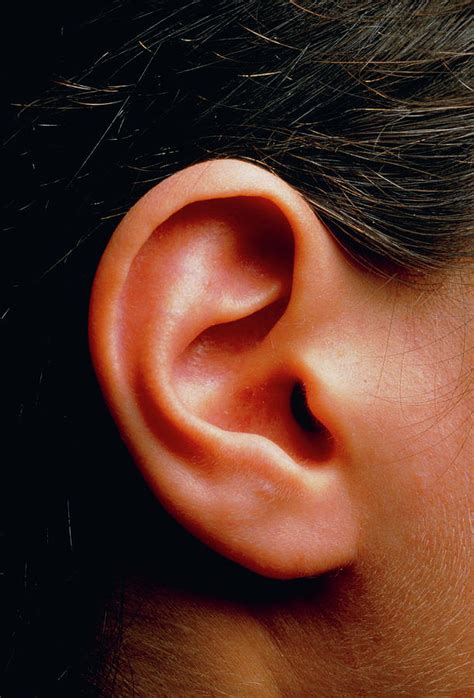 Illustration Of Ear Anatomy Photograph By Science Source | My XXX Hot Girl