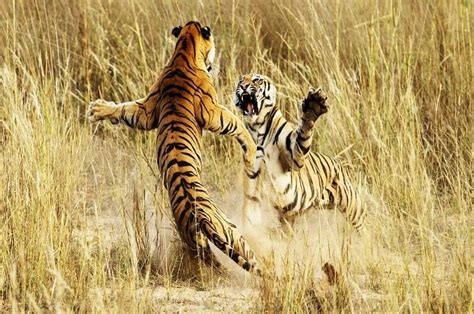 10 Reasons to Visit Madhya Pradesh for Wildlife Tour