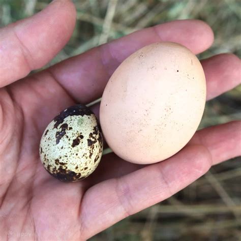 Quail Eggs vs Chicken Eggs: Are Quail Eggs Better?