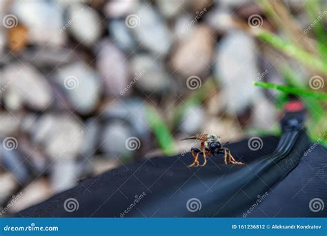 A Dangerous Harmful Insect is a Gadfly that Transfers Infectious Diseases, Sucks Blood and Bites ...