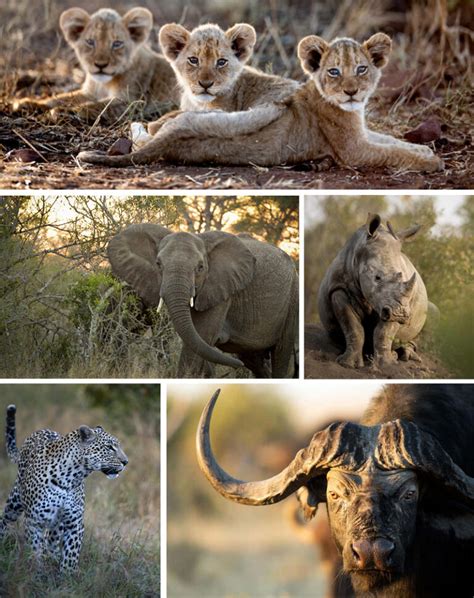 The Kruger - South Africa's ultimate safari destination - African ...