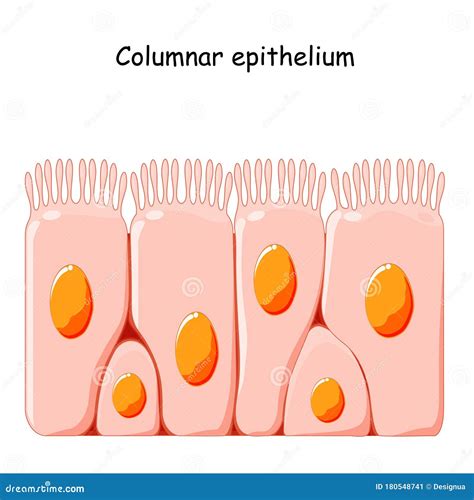 Ciliated Zylinderepithel vektor abbildung. Illustration von ausbildung - 180548741