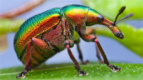 Download Animal Insect HD Wallpaper