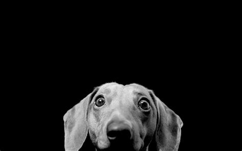 black background wallpaper | Funny dog pictures, Dog wallpaper, Black and white dog