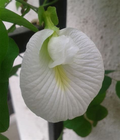 Aparajita White Flower | Planting flowers, Plants, Desert rose plant