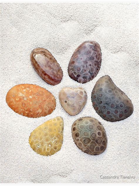 "Petoskey Stones from Michigan by Cassandra Tiensivu" Art Print for Sale by CassTiensivu | Redbubble