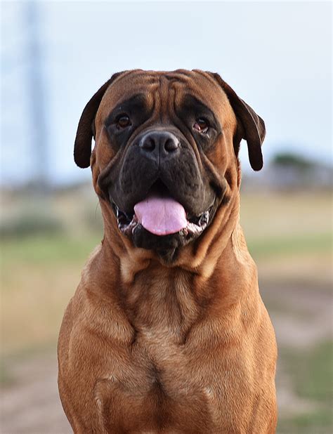 Bullmastiff: Temperament, Wesen und Größe vom Listenhund