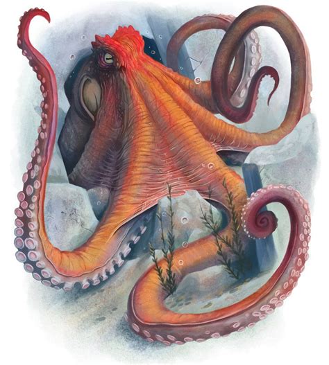 Giant Octopus | Octopus art, Octopus, Creature picture