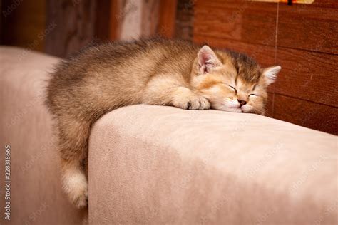 Cute British kitten sleeping on the couch. Little charming British kitten Golden color cute fell ...