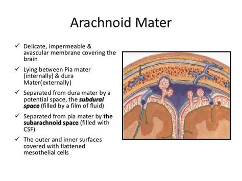 Pictures Of Arachnoid MembraneHealthiack