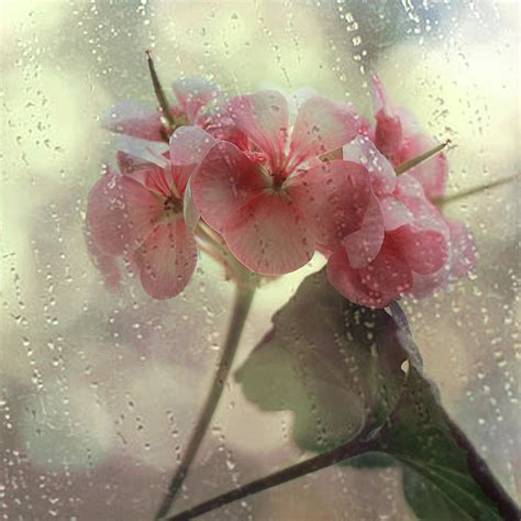 Flowers In The Rain Photograph by Yulia.m | Fine Art America