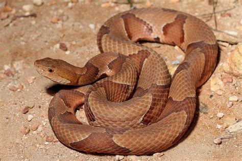 A Close Encounter With A Copperhead | WUNC