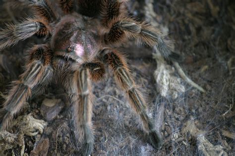 Chilean Rose Hair Tarantula (Grammostola rosea) - Tarantula Friendly