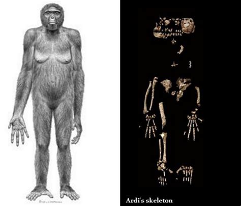 A 4.4 Million-Year-Old Hand Of ‘Ardi’ Has Some Clues On Humans’ Upright ...